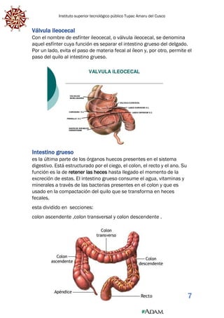 Instituto superior tecnológico público Tupac Amaru del Cusco
7
Válvula ileocecal
Con el nombre de esfínter ileocecal, o válvula ileocecal, se denomina
aquel esfínter cuya función es separar el intestino grueso del delgado.
Por un lado, evita el paso de materia fecal al íleon y, por otro, permite el
paso del quilo al intestino grueso.
Intestino grueso
es la última parte de los órganos huecos presentes en el sistema
digestivo. Está estructurado por el ciego, el colon, el recto y el ano. Su
función es la de retener las heces hasta llegado el momento de la
excreción de estas. El intestino grueso consume el agua, vitaminas y
minerales a través de las bacterias presentes en el colon y que es
usado en la compactación del quilo que se transforma en heces
fecales.
esta dividido en secciones:
colon ascendente ,colon transversal y colon descendente .
 