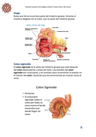 Instituto superior tecnológico público Tupac Amaru del Cusco
8
Ciego
Bolsa que forma la primera parte del intestino grueso. Conecta el
intestino delgado con el colon, que es parte del intestino grueso.
Colon sigmoide
El colon sigmoide es la parte del intestino grueso que está después
del colon descendente y antes del recto. Las paredes del colon
sigmoide son musculares, y se contraen para incrementar la presión en
el interior del colon, haciendo que los excrementos se muevan hacia el
recto.
 
