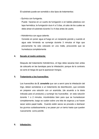 El substrato puede ser sometido s dos tipos de tratamientos:
- Químico con fumigante.
Puede hacerse en un cuarto de fumigación o en baldes plásticos con
tapa hermética, la fumigación dura 4 a 5 días, al cabo de los cuales se
debe airear el substrato durante 3 o 4 días antes de usarlo.
- Hidrotérmico con agua caliente.
Consiste en poner agua al fuego en un recipiente grande y cuando el
agua este hirviendo se sumerge durante 3 minutos el trigo que
previamente ha sido colocado en una malla, procurando que se
humedezca completamente
4. Secado al medio ambiente:
Después del tratamiento hidrotérmico, el trigo debe secarse bien antes
de colocarlo en las bandejas para la infestación; porque de lo contrario
se corre el riesgo de que le aparezcan hongos.
5. Tratamiento a los huevecillos:
Los huevecillos de S. cerealella que van a servir para la infestación del
trigo, deben someterse a un tratamiento de desinfección, que consiste
en preparar una solución con un acaricida, (de acuerdo a la dosis
indicada para el producto) y sumergir los huevecillos en esta solución
durante 1 o 2 minutos, moviéndolos bien para que se humedezcan
completamente, luego se cuelan sobre una tela de organza y se hacen
secar sobre papel toalla. Cuando estén secos se procede a deshacer
los grumos cuidadosamente y se pasan por un tamiz hasta que queden
nuevamente como polvillo
6. Infestación:
 