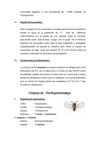 huevecillos pegados y una emergencia de 2,800 avispitas de
Trichogramma.
11. Pegado de huevecillos:
Para el pegado de los huevecillos se emplea goma líquida transparente
diluida en agua en la proporción de 1:1. Esta se distribuye
uniformemente con la ayuda de una esponja sobre la cartulina,
procurando cubrir toda el área. Luego, con la ayuda de un tamiz se
esparcen los huevecillos sobre toda el área engomada y enseguida,
cuidadosamente se sacude la cartulina para retirar el exceso de
huevecillos; se deja secar por espacio de 15 a 20 minutos antes de
proceder a colocarlos en los frascos de parasitación.
12. Conservación en refrigeración:
Los huevos de S. cerealella se pueden conservar en refrigeración a una
temperatura de 8°C por un lapso de 8 a 10 días sin que merme mucho
la viabilidad; pasado ese tiempo se debe tener en cuenta que a mayor
tiempo de refrigeración menor será su viabilidad. Los huevos destinados
para la crianza de crisopas deben ser congelados (a 0° C) a los 7 días
de estar en refrigeración.
Crianza de Trichogrammaspp.
1. Clasificación taxonómica:
Orden : Hymenoptera
Familia : Trichogrammatidae
Género : Trichogramma
Especies : T. pintoi, T. pretiosum,
T. exiguum, T. fuentesi
Género : Trichogrammatoidea
Especie : T. bactrae
 