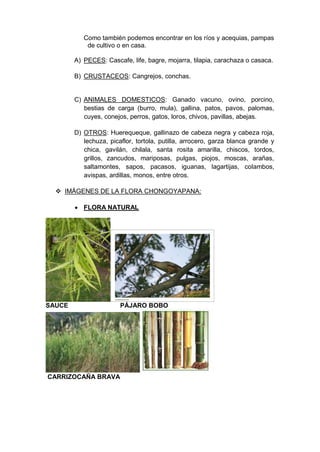 Como también podemos encontrar en los ríos y acequias, pampas
de cultivo o en casa.
A) PECES: Cascafe, life, bagre, mojarra, tilapia, carachaza o casaca.
B) CRUSTACEOS: Cangrejos, conchas.
C) ANIMALES DOMESTICOS: Ganado vacuno, ovino, porcino,
bestias de carga (burro, mula), gallina, patos, pavos, palomas,
cuyes, conejos, perros, gatos, loros, chivos, pavillas, abejas.
D) OTROS: Huerequeque, gallinazo de cabeza negra y cabeza roja,
lechuza, picaflor, tortola, putilla, arrocero, garza blanca grande y
chica, gavilán, chilala, santa rosita amarilla, chiscos, tordos,
grillos, zancudos, mariposas, pulgas, piojos, moscas, arañas,
saltamontes, sapos, pacasos, iguanas, lagartijas, colambos,
avispas, ardillas, monos, entre otros.
 IMÁGENES DE LA FLORA CHONGOYAPANA:
 FLORA NATURAL
SAUCE PÁJARO BOBO
CARRIZOCAÑA BRAVA
 