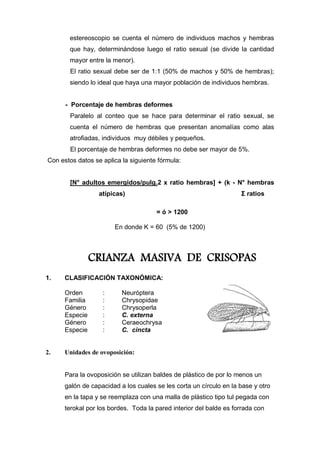 estereoscopio se cuenta el número de individuos machos y hembras
que hay, determinándose luego el ratio sexual (se divide la cantidad
mayor entre la menor).
El ratio sexual debe ser de 1:1 (50% de machos y 50% de hembras);
siendo lo ideal que haya una mayor población de individuos hembras.
- Porcentaje de hembras deformes
Paralelo al conteo que se hace para determinar el ratio sexual, se
cuenta el número de hembras que presentan anomalías como alas
atrofiadas, individuos muy débiles y pequeños.
El porcentaje de hembras deformes no debe ser mayor de 5%.
Con estos datos se aplica la siguiente fórmula:
[N° adultos emergidos/pulg.2 x ratio hembras] + (k - N° hembras
atípicas) Σ ratios
= ó > 1200
En donde K = 60 (5% de 1200)
CRIANZA MASIVA DE CRISOPAS
1. CLASIFICACIÓN TAXONÓMICA:
Orden : Neuróptera
Familia : Chrysopidae
Género : Chrysoperla
Especie : C. externa
Género : Ceraeochrysa
Especie : C. cincta
2. Unidades de ovoposición:
Para la ovoposición se utilizan baldes de plástico de por lo menos un
galón de capacidad a los cuales se les corta un círculo en la base y otro
en la tapa y se reemplaza con una malla de plástico tipo tul pegada con
terokal por los bordes. Toda la pared interior del balde es forrada con
 