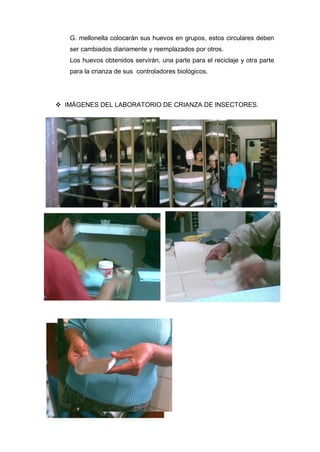 G. mellonella colocarán sus huevos en grupos, estos circulares deben
ser cambiados diariamente y reemplazados por otros.
Los huevos obtenidos servirán, una parte para el reciclaje y otra parte
para la crianza de sus controladores biológicos.
 IMÁGENES DEL LABORATORIO DE CRIANZA DE INSECTORES.
 
