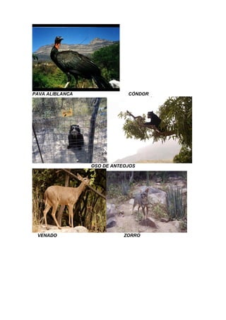 PAVA ALIBLANCA CÓNDOR
OSO DE ANTEOJOS
VENADO ZORRO
 