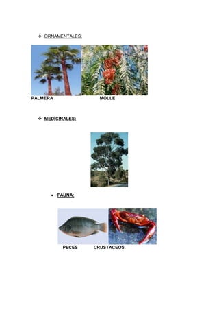  ORNAMENTALES:
PALMERA MOLLE
 MEDICINALES:
 FAUNA:
PECES CRUSTACEOS
 