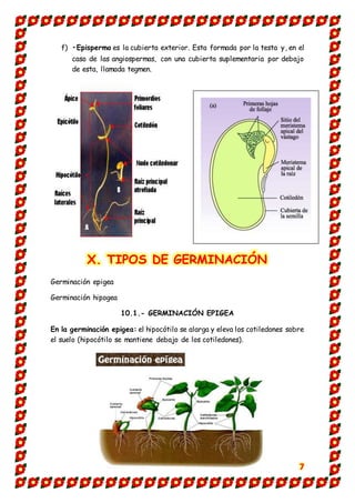 7
f) •Epispermo es la cubierta exterior. Esta formada por la testa y, en el
caso de las angiospermas, con una cubierta suplementaria por debajo
de esta, llamada tegmen.
X. TIPOS DE GERMINACIÓN
Germinación epigea
Germinación hipogea
10.1.- GERMINACIÓN EPIGEA
En la germinación epigea: el hipocótilo se alarga y eleva los cotiledones sobre
el suelo (hipocótilo se mantiene debajo de los cotiledones).
 