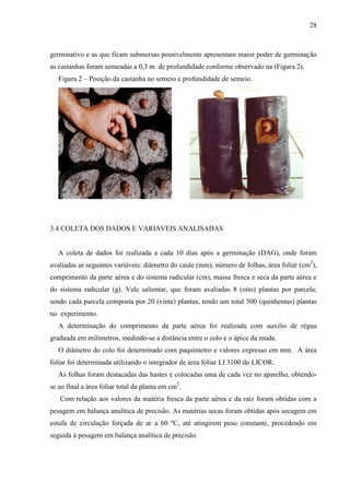28



germinativo e as que ficam submersas possivelmente apresentam maior poder de germinação
as castanhas foram semeadas a 0,3 m de profundidade conforme observado na (Figura 2).
   Figura 2 – Posição da castanha no semeio e profundidade de semeio.




3.4 COLETA DOS DADOS E VARIÁVEIS ANALISADAS


   A coleta de dados foi realizada a cada 10 dias após a germinação (DAG), onde foram
avaliadas as seguintes variáveis: diâmetro do caule (mm), número de folhas, área foliar (cm2),
comprimento da parte aérea e do sistema radicular (cm), massa fresca e seca da parte aérea e
do sistema radicular (g). Vale salientar, que foram avaliadas 8 (oito) plantas por parcela;
sendo cada parcela composta por 20 (vinte) plantas, tendo um total 500 (quinhentas) plantas
no experimento.
   A determinação do comprimento da parte aérea foi realizada com auxilio de régua
graduada em milímetros, medindo-se a distância entre o colo e o ápice da muda.
   O diâmetro do colo foi determinado com paquímetro e valores expresso em mm. A área
foliar foi determinada utilizando o integrador de área foliar LI 3100 do LICOR.
   As folhas foram destacadas das hastes e colocadas uma de cada vez no aparelho, obtendo-
se ao final a área foliar total da planta em cm2.
   Com relação aos valores da matéria fresca da parte aérea e da raiz foram obtidas com a
pesagem em balança analítica de precisão. As matérias secas foram obtidas após secagem em
estufa de circulação forçada de ar a 60 ºC, até atingirem peso constante, procedendo em
seguida à pesagem em balança analítica de precisão.
 
