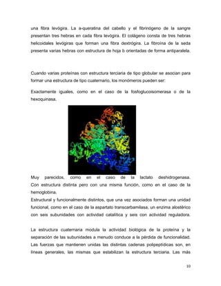 una fibra levógira. La a-queratina del cabello y el fibrinógeno de la sangre 
presentan tres hebras en cada fibra levógira. El colágeno consta de tres hebras 
helicoidales levógiras que forman una fibra dextrógira. La fibroína de la seda 
presenta varias hebras con estructura de hoja b orientadas de forma antiparalela. 
Cuando varias proteínas con estructura terciaria de tipo globular se asocian para 
formar una estructura de tipo cuaternario, los monómeros pueden ser: 
Exactamente iguales, como en el caso de la fosfoglucoisomerasa o de la 
hexoquinasa. 
Muy parecidos, como en el caso de la lactato deshidrogenasa. 
Con estructura distinta pero con una misma función, como en el caso de la 
hemoglobina. 
Estructural y funcionalmente distintos, que una vez asociados forman una unidad 
funcional, como en el caso de la aspartato transcarbamilasa, un enzima alostérico 
con seis subunidades con actividad catalítica y seis con actividad reguladora. 
La estructura cuaternaria modula la actividad biológica de la proteína y la 
separación de las subunidades a menudo conduce a la pérdida de funcionalidad. 
Las fuerzas que mantienen unidas las distintas cadenas polipeptídicas son, en 
líneas generales, las mismas que estabilizan la estructura terciaria. Las más 
10 
 