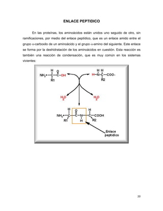 20 
ENLACE PEPTIDICO 
En las proteínas, los aminoácidos están unidos uno seguido de otro, sin 
ramificaciones, por medio del enlace peptídico, que es un enlace amido entre el 
grupo α-carboxilo de un aminoácido y el grupo α-amino del siguiente. Este enlace 
se forma por la deshidratación de los aminoácidos en cuestión. Esta reacción es 
también una reacción de condensación, que es muy común en los sistemas 
vivientes: 
 