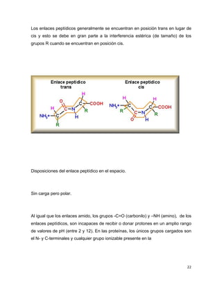 Los enlaces peptídicos generalmente se encuentran en posición trans en lugar de 
cis y esto se debe en gran parte a la interferencia estérica (de tamaño) de los 
grupos R cuando se encuentran en posición cis. 
22 
Disposiciones del enlace peptídico en el espacio. 
Sin carga pero polar. 
Al igual que los enlaces amido, los grupos -C=O (carbonilo) y –NH (amino), de los 
enlaces peptídicos, son incapaces de recibir o donar protones en un amplio rango 
de valores de pH (entre 2 y 12). En las proteínas, los únicos grupos cargados son 
el N- y C-terminales y cualquier grupo ionizable presente en la 
 