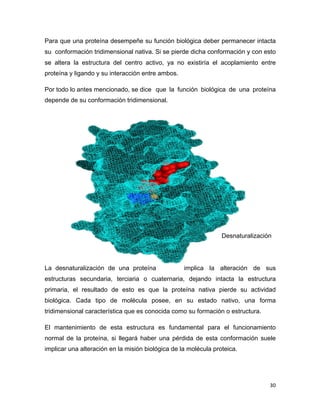 Para que una proteína desempeñe su función biológica deber permanecer intacta 
su conformación tridimensional nativa. Si se pierde dicha conformación y con esto 
se altera la estructura del centro activo, ya no existiría el acoplamiento entre 
proteína y ligando y su interacción entre ambos. 
Por todo lo antes mencionado, se dice que la función biológica de una proteína 
depende de su conformación tridimensional. 
Desnaturalización 
La desnaturalización de una proteína implica la alteración de sus 
estructuras secundaria, terciaria o cuaternaria, dejando intacta la estructura 
primaria, el resultado de esto es que la proteína nativa pierde su actividad 
biológica. Cada tipo de molécula posee, en su estado nativo, una forma 
tridimensional característica que es conocida como su formación o estructura. 
El mantenimiento de esta estructura es fundamental para el funcionamiento 
normal de la proteína, si llegará haber una pérdida de esta conformación suele 
implicar una alteración en la misión biológica de la molécula proteica. 
30 
 