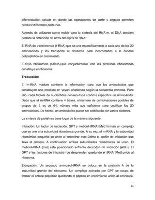 diferenciación celular en donde las operaciones de corte y pegado permiten 
producir diferentes proteínas. 
Además de utilizarse como molde para la síntesis del RNA-m, el DNA también 
permite la obtención de otros dos tipos de RNA: 
El RNA de transferencia (t-RNA) que se une específicamente a cada uno de los 20 
aminoácidos y los transporte al ribosoma para incorporarlos a la cadena 
polipeptídica en crecimiento. 
El RNA ribosómico (r-RNA) que conjuntamente con las proteínas ribosómicas 
constituye el ribosoma. 
Traducción: 
El m-RNA maduro contiene la información para que los aminoácidos que 
constituyen una proteína en vayan añadiendo según la secuencia correcta. Para 
ello, cada triplete de nucleótidos consecutivos (codón) especifica un aminoácido. 
Dado que el m-RNA contiene 4 bases, el número de combinaciones posibles de 
grupos de 3 es de 64, número más que suficiente para codificar los 20 
aminoácidos. De hecho, un aminoácido puede ser codificado por varios codones. 
La síntesis de proteínas tiene lugar de la manera siguiente: 
Iniciación: Un factor de iniciación, GPT y metionil-tRNA [Met] forman un complejo 
que se une a la subunidad ribosómica grande. A su vez, el m-RNA y la subunidad 
ribosómica pequeña se unen al encontrar esta última el codón de iniciación que 
lleva el primero. A continuación ambas subunidades ribosómicas se unen. El 
metionil-tRNA [met] está posicionado enfrente del codón de iniciación (AUG). El 
GPT y los factores de iniciación de desprenden quedando el tRNA [Met] unido al 
ribosoma. 
Elongación: Un segundo aminoacil-tRNA se coloca en la posición A de la 
subunidad grande del ribosoma. Un complejo activado por GPT se ocupa de 
formar el enlace peptídico quedando el péptido en crecimiento unido al aminoacil- 
34 
 