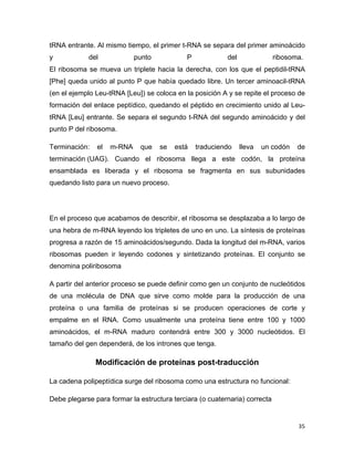 tRNA entrante. Al mismo tiempo, el primer t-RNA se separa del primer aminoácido 
y del punto P del ribosoma. 
El ribosoma se mueva un triplete hacia la derecha, con los que el peptidil-tRNA 
[Phe] queda unido al punto P que había quedado libre. Un tercer aminoacil-tRNA 
(en el ejemplo Leu-tRNA [Leu]) se coloca en la posición A y se repite el proceso de 
formación del enlace peptídico, quedando el péptido en crecimiento unido al Leu-tRNA 
[Leu] entrante. Se separa el segundo t-RNA del segundo aminoácido y del 
punto P del ribosoma. 
Terminación: el m-RNA que se está traduciendo lleva un codón de 
terminación (UAG). Cuando el ribosoma llega a este codón, la proteína 
ensamblada es liberada y el ribosoma se fragmenta en sus subunidades 
quedando listo para un nuevo proceso. 
En el proceso que acabamos de describir, el ribosoma se desplazaba a lo largo de 
una hebra de m-RNA leyendo los tripletes de uno en uno. La síntesis de proteínas 
progresa a razón de 15 aminoácidos/segundo. Dada la longitud del m-RNA, varios 
ribosomas pueden ir leyendo codones y sintetizando proteínas. El conjunto se 
denomina poliribosoma 
A partir del anterior proceso se puede definir como gen un conjunto de nucleótidos 
de una molécula de DNA que sirve como molde para la producción de una 
proteína o una familia de proteínas si se producen operaciones de corte y 
empalme en el RNA. Como usualmente una proteína tiene entre 100 y 1000 
aminoácidos, el m-RNA maduro contendrá entre 300 y 3000 nucleótidos. El 
tamaño del gen dependerá, de los intrones que tenga. 
35 
Modificación de proteínas post-traducción 
La cadena polipeptídica surge del ribosoma como una estructura no funcional: 
Debe plegarse para formar la estructura terciara (o cuaternaria) correcta 
 