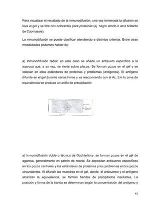 Para visualizar el resultado de la inmunodifusión, una vez terminada la difusión se 
lava el gel y se tiñe con colorantes para proteínas (ej. negro amido o azul brillante 
de Coomassie). 
La inmunodifusión se puede clasificar atendiendo a distintos criterios. Entre otras 
modalidades podemos hablar de: 
a) Inmunodifusión radial: en este caso se añade un antisuero específico a la 
agarosa que, a su vez, se vierte sobre placas. Se forman pozos en el gel y se 
colocan en ellos estándares de proteínas y problemas (antígenos). El antígeno 
difunde en el gel durante varias horas y va reaccionando con el Ac. Em la zona de 
equivalencia se produce un anillo de precipitación 
a) Inmunodifusión doble o técnica de Ouchterlony: se forman pozos en el gel de 
agarosa, generalmente en patrón de roseta. Se depositan antisueros específicos 
en los pozos centrales y los estándares de proteínas y los problemas en los pozos 
circundantes. Al difundir las muestras en el gel, donde el anticuerpo y el antígeno 
alcanzan la equivalencia, se forman bandas de precipitados insolubles. La 
posición y forma de la banda se determinan según la concentración del antígeno y 
42 
 