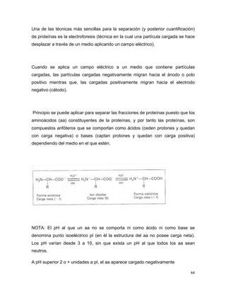 Una de las técnicas más sencillas para la separación (y posterior cuantificación) 
de proteínas es la electroforesis (técnica en la cual una partícula cargada se hace 
desplazar a través de un medio aplicando un campo eléctrico). 
Cuando se aplica un campo eléctrico a un medio que contiene partículas 
cargadas, las partículas cargadas negativamente migran hacia el ánodo o polo 
positivo mientras que, las cargadas positivamente migran hacia el electrodo 
negativo (cátodo). 
Principio se puede aplicar para separar las fracciones de proteínas puesto que los 
aminoácidos (aa) constituyentes de la proteínas, y por tanto las proteínas, son 
compuestos anfóteros que se comportan como ácidos (ceden protones y quedan 
con carga negativa) o bases (captan protones y quedan con carga positiva) 
dependiendo del medio en el que estén. 
NOTA: El pH al que un aa no se comporta ni como ácido ni como base se 
denomina punto isoeléctrico pI (en él la estructura del aa no posee carga neta). 
Los pH varían desde 3 a 10, sin que exista un pH al que todos los aa sean 
neutros. 
A pH superior 2 o + unidades a pI, el aa aparece cargado negativamente 
44 
 