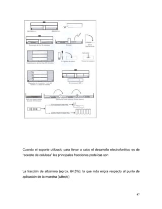 Cuando el soporte utilizado para llevar a cabo el desarrollo electroforético es de 
“acetato de celulosa” las principales fracciones proteícas son 
La fracción de albúmina (aprox. 64.5%): la que más migra respecto al punto de 
aplicación de la muestra (cátodo) 
47 
 