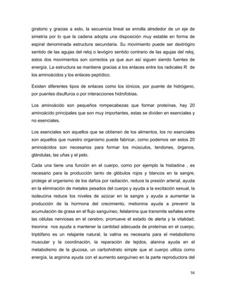 giratorio y gracias a esto, la secuencia lineal se enrolla alrededor de un eje de 
simetría por lo que la cadena adopta una disposición muy estable en forma de 
espiral denominada estructura secundaria. Su movimiento puede ser dextrógiro 
sentido de las agujas del reloj o levógiro sentido contrario de las agujas del reloj, 
estos dos movimientos son correctos ya que aun así siguen siendo fuentes de 
energía. La estructura se mantiene gracias a los enlaces entre los radicales R de 
los aminoácidos y los enlaces peptídico. 
Existen diferentes tipos de enlaces como los iónicos, por puente de hidrógeno, 
por puentes disulfuros o por interacciones hidrofobias. 
Los aminoácido son pequeños rompecabezas que formar proteínas, hay 20 
aminoácido principales que son muy importantes, estas se dividen en esenciales y 
no esenciales. 
Los esenciales son aquellos que se obtienen de los alimentos, los no esenciales 
son aquellos que nuestro organismo puede fabricar, como podemos ver estos 20 
aminoácidos son necesarios para formar los músculos, tendones, órganos, 
glándulas, las uñas y el pelo. 
Cada una tiene una función en el cuerpo, como por ejemplo la histiadina , es 
necesario para la producción tanto de glóbulos rojos y blancos en la sangre, 
protege al organismo de los daños por radiación, reduce la presión arterial, ayuda 
en la eliminación de metales pesados del cuerpo y ayuda a la excitación sexual, la 
isoleucina reduce los niveles de azúcar en la sangre y ayuda a aumentar la 
producción de la hormona del crecimiento, metionina ayuda a prevenir la 
acumulación de grasa en el flujo sanguíneo, felalanina que transmite señales entre 
las células nerviosas en el cerebro, promueve el estado de alerta y la vitalidad, 
treonina nos ayuda a mantener la cantidad adecuada de proteínas en el cuerpo, 
triptófano es un relajante natural, la valina es necesaria para el metabolismo 
muscular y la coordinación, la reparación de tejidos, alanina ayuda en el 
metabolismo de la glucosa, un carbohidrato simple que el cuerpo utiliza como 
energía, la arginina ayuda con el aumento sanguíneo en la parte reproductora del 
56 
 
