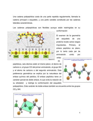 Una cadena polipeptìdica costa de una parte repetida regularmente, llamada la 
cadena principal o esqueleto, y una parte variable constituida por las cadenas 
laterales características. 
Las cadenas polipeptìdicas son flexibles aunque están restringidas en su 
conformación 
El examen de la geometría 
del esqueleto de una 
proteína revela varios rasgos 
importantes. Primero, el 
enlace peptìdico es plano, 
por lo tanto cada par de 
aminoácido unido por 
enlac 
es 
peptìdicos, seis átomos están el mismo plano: el átomo de 
carbono α, el grupo CO del primer aminoácido, el grupo NH 
y el atomo de carbono α del segundo aminoácido. Esta 
preferencia geométrica se explica por la naturaleza del 
enlace químico del petìdico. El enlace peptìdico tiene un 
carácter parcial de doble enlace, lo que evita la rotación de 
su alrededor y restrige la conformación del esqueleto 
polipeptìdico. Este carácter de doble enlace también se encuentra entre los grupos 
CO y NH. 
6 
 