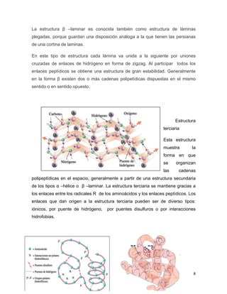 La estructura β –laminar es conocida también como estructura de láminas 
plegadas, porque guardan una disposición análoga a la que tienen las persianas 
de una cortina de laminas. 
En este tipo de estructura cada lámina va unida a la siguiente por uniones 
cruzadas de enlaces de hidrógeno en forma de zigzag. Al participar todos los 
enlaces peptìdicos se obtiene una estructura de gran estabilidad. Generalmente 
en la forma β existen dos o más cadenas polipetìdicas dispuestas en el mismo 
sentido o en sentido opuesto. 
Estructura 
terciaria 
Esta estructura 
muestra la 
forma en que 
se organizan 
las cadenas 
polipeptìdicas en el espacio, generalmente a partir de una estructura secundaria 
de los tipos α –hélice o β –laminar. La estructura terciaria se mantiene gracias a 
los enlaces entre los radicales R de los aminoácidos y los enlaces peptìdicos. Los 
enlaces que dan origen a la estructura terciaria pueden ser de diverso tipos: 
iónicos, por puente de hidrógeno, por puentes disulfuros o por interacciones 
hidrofobias. 
8 
 