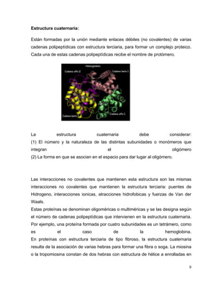 Estructura cuaternaria: 
Están formadas por la unión mediante enlaces débiles (no covalentes) de varias 
cadenas polipeptídicas con estructura terciaria, para formar un complejo proteico. 
Cada una de estas cadenas polipeptídicas recibe el nombre de protómero. 
La estructura cuaternaria debe considerar: 
(1) El número y la naturaleza de las distintas subunidades o monómeros que 
integran el oligómero 
(2) La forma en que se asocian en el espacio para dar lugar al oligómero. 
Las interacciones no covalentes que mantienen esta estructura son las mismas 
interacciones no covalentes que mantienen la estructura terciaria: puentes de 
Hidrogeno, interacciones ionicas, atracciones hidrofobicas y fuerzas de Van der 
Waals. 
Estas proteínas se denominan oligoméricas o multiméricas y se las designa según 
el número de cadenas polipeptídicas que intervienen en la estructura cuaternaria. 
Por ejemplo, una proteína formada por cuatro subunidades es un tetrámero, como 
es el caso de la hemoglobina. 
En proteínas con estructura terciaria de tipo fibroso, la estructura cuaternaria 
resulta de la asociación de varias hebras para formar una fibra o soga. La miosina 
o la tropomiosina constan de dos hebras con estructura de hélice a enrolladas en 
9 
 