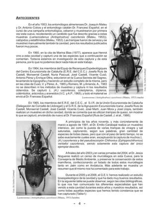 ANTECEDENTES
                                       En el año 1953, los entomólogos almerienses Dr. Joaquín Mateu
                             y Dr. Antonio Cobos y el entomólogo catalán Dr. Francesc Español, en el
                             curso de una campaña entomológica, cebaron y muestrearon por primera
                             vez esta cueva, recolectando un carábido que fue descrito gracias a estas
                             muestras (Lamenostenus (Antisphodrus) cazorlensis (Mateu, 1953)),
                             catópidos y estafilínidos (Mateu, 1953). Las trampas fueron de cerveza y se
                             muestreó manualmente también la cavidad, pero los resultados publicados
                             fueron muy pocos.

                                       En 1960, en la cita de Marina Blas (1977), aparece que Henrot
                             vino a esta cavidad y capturó una de las especies que a continuación se
                             comentan. Todavía estamos en investigación de esta captura y de esta
                             persona, por lo que no podemos decir nada más en este trabajo.

                                        En 1964, los miembros del Equip de Recerques Espeleológiques




                                                                                                                                                Foto: Dr. Emilio Carabajal
                             del Centro Excursionista de Cataluña (E.R.E. del C.E.C.): Josefa Ruis de
                             Castell, Monserrat Castell, Nuria Pascual, José Castell, Vicente Cusó,
                             Antonio Pérez y Enrique Oltra, estuvieron en la Cueva Secreta del Sagreo,
                             levantando la topografía y haciendo un estudio completo de la misma, pero
                             en las citas de Cusó, V. y Pérez, A., 1965 y Romero, M. y Amenós, A., 1983
                             no se describen ni los métodos de muestreo y captura ni los resultados
                             obtenidos. Se capturó L. (A.) cazorlensis, coleópteros, dípteros,
                             colémbolos, arácnidos y araneidos (V.C. y A.P., 1965), y todo el material se
                             envió al Dr. Francesc Español.                        Laemostenus (Antisphodrus) cazorlensis (Mateu, 1953) macho

                                        En 1965, los miembros del E.R.E. del C.E.C., el S.I.R. de la Unión Excursionista de Cataluña
                             (Delegación de Cornellá de Llobregat) y el G.R.S. de la Agrupación Excursionista Icaria: Josefa Ruis de
                             Castell, Monserrat Castell, José Castell, Vicente Cusó, José Martí, Juan Mora y José Llopis, también
                             realizan un muestreo en dicha cavidad, donde se comenta que se utilizan trampas de queso, sin mostrar
                             lo que se capturó, enviándolo de nuevo al Dr. Francesc Español (Ruis de Castell, J. et al., 1966).

                                                                          A principios de los años noventa, y más concretamente de
                                                                   marzo a agosto de 1991, el Dr. Emilio Carabajal realiza un muestreo
                                                                   intensivo, así como la puesta de varias trampas de vinagre y sal
                                                                   saturadas, capturando, según sus palabras, gran cantidad de
                                                                   especies de todas clases, pero que con el paso de tanto tiempo, no se
                                                                   sabe exactamente cuales eran, exceptuando la captura de muchos L.
                                                                   (A.) cazorlensis y del pseudoscorpión Chthonius (Ephippiochthonius)
                                                                   ventalloi cazorlensis, siendo solamente esta captura del único
                                                                   ejemplar descrito.

                                                                         A finales del año 2003 y en varias jornadas del 2004, el Dr. Jesús
                                                                   Nogueras realizó un censo de murciélagos en esta Cueva, para la
                                                                   Consejería de Medio Ambiente, y preservar la conservación de estos
                                                                   mamíferos, confeccionando un listado de todos estos murciélagos
                                                                   tanto en Jaén como en Andalucía. Más adelante se muestra un
                                                                   resumen que él mismo nos ha comentado para este trabajo.
Foto: Dr. Emilio Carabajal




                                                                          Durante el 2005 y el 2006, el G.E.V. hemos realizado un estudio
                                                                   bioespeleológico de la cavidad y que ha dado muy buenos resultados.
                                                                   En la siguiente tabla se puede observar, según las citas bibliográficas,
                                                                   lo que nos han comunicado los diferentes especialistas que han
                                                                   venido a esta cavidad durantes estos años y nuestros resultados, así
                                                                   como todas aquellas especies que hemos tenido constancia que se
                                                                   han capturado (Tabla1):
                             Laemostenus (Antisphodrus) cazorlensis (Mateu, 1953) hembra

                                                                                  - 4 -
 