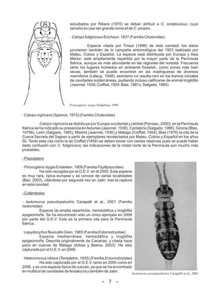 estudiados por Ribera (1970) se deban atribuir a C. andalusicus, cuyo
                            tamaño es casi tan grande como el de C. picipes.

                            · Catops fuliginosus Erichson, 1837 (Familia Cholevidae)

                                       Especie citada por Tinaut (1998) de esta cavidad; los datos
                            provienen también de la campaña entomológica del 1953 realizada por
                            Mateu, Cobos y Español. La especie está distribuida por Europa y Asia
                            Menor; está ampliamente repartida por la mayor parte de la Península
                            Ibérica, aunque es más abundante en las regiones del noreste. Frecuenta
                            tanto los lugares húmedos en ambiente forestal-, como zonas más bien
                            secas; también se puede encontrar en las madrigueras de diversos
                            mamíferos (Leleup, 1948); asimismo no resulta raro en los tramos iniciales
                            de cavidades subterráneas, pudiendo incluso calificarse de animal troglófilo
                            (Jeannel, 1936; Coiffait, 1954; Blas, 1981c; Salgado, 1985).




                            Prionoglaris stygia Enderlein, 1909

· Catops nigricans (Spence, 1815) (Familia Cholevidae)

           Catops nigricans se distribuye por Europa occidental y central (Perreau, 2000); en la Península
Ibérica se ha indicado su presencia en Asturias (Jeannel, 1936), Cantabria (Salgado, 1996), Girona (Blas,
1979b), León (Salgado, 1985), Madrid (Jeannel, 1936) y Málaga (Coiffait, 1954). Blas (1976) la cita de la
Cueva Secreta del Sagreo a partir de ejemplares recolectados por Mateu, Cobos y Español en los años
50. Tanto esta cita como la de Coiffait (1954) se deben tomar con ciertas reservas pues se puede haber
dado confusión con C. fuliginosus; las indicaciones de la mitad norte de la Península son mucho más
probables.

- Psocóptero

· Prionoglaris stygia Enderlein, 1909 (Familia Psyllipsocidae)
           Ha sido recogida por el G.E.V. en el 2005. Esta especie
es muy rara, típica europea y se conoce de varias localidades
(Baz, 2003), citándose por segunda vez en Jaén, tras la captura
en esta cavidad.

- Colémbolos

· Isotomurus pseudopalustris Carapelli et al., 2001 (Familia
Isotomidae)
          Especie de amplia repartición, hemiedáfica y troglófila
epigeomorfa. Se ha encontrado sólo un único ejemplar en 2006
por parte del G.E.V. Esta es la primera cita para la Península
Ibérica.

· Lepydocyrtus flexicollis Gisin, 1965 (Familia Entomobryidae)
         Especie mediterránea, hemiedáfica y troglófila
epigeomorfa. Descrita originalmente de Canarias, y citada hace
poco en cuevas de Málaga (Arbea y Baena, 2003). Ha sido
capturada por el G.E.V. en 2006.

· Heteromurus nitidus (Templeton, 1835) (Familia Entomobryidae)
          Ha sido capturada por el G.E.V. tanto en 2005 como en
2006, y es una especie típica de cuevas, ya que se ha encontrado
en multitud de cavidades de Andalucía y también de Jaén.
                                                                  Isotomurus pseudopalustris Carapelli et al., 2001

                                                   - 7 -
 
