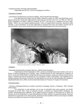 · Familias Sciaridae, Phoridae, Mycetophilidae
           Capturadas por el G.E.V. y aún en investigación científica.

- Coleóptero Carábido

· Laemostenus (Antisphodrus) cazorlensis (Mateu, 1953) (Familia Pterostichidae)
           Fue capturado por primera vez por Mateu, Español y Cobos en 1953, describiéndose nuevo
para la ciencia ese mismo año. Más tarde fue capturado por el E.R.E. del C.E.C. en 1964, en 1991 por
Emilio Carabajal y en 2005 y 2006 por nosotros, el G.E.V. Se trata de un coleóptero de color negro
(Mateu, 1953) y con una cabeza bastante grande. Tiene un troglomorfismo reciente y abunda en esta
cavidad, y, por el momento, no ha sido capturado en ninguna otra cueva. El nombre, al igual que el
pseudoscorpión, deriva de la ubicación de la Cueva Secreta del Sagreo en la Sierra de Cazorla.




                                                                                                  Foto: Francisco Ruiz Avilés
               Petaloptila (Zapetaloptila) carabajali Barranco, 2004
- Ortóptero

· Petaloptila (Zapetaloptila) carabajali Barranco, 2004 (Familia Gryllidae)
           Capturado por Emilio Carabajal en 1991, siendo su localidad típica esta cavidad, junto con la
Cueva Covarona (Santiago de la Espada, Jaén). Posteriormente ha sido capturada por nosotros, el
G.E.V., en los años 2005 y 2006. Las tegmitas del macho son grandes, rojizas con el ápice y borde interno
negros, mientras que las de la hembra son muy pequeñas, ovales, horizontales, casi cubiertas por el
margen posterior del pronoto. El tamaño de esta especie es una de las más pequeñas del subgénero
Zapetaloptila (Barranco, 2004). Su forma está relacionada con P. baenai, P. mogon y P. llorenteae.

- Pseudoscorpión

· Chthonius (Ephippiochthonius) ventalloi cazorlensis Carabajal, García y Rodríguez, 2001 (Familia
Chthoniidae)
          Fue capturado un solo ejemplar, con lo que se describió esta nueva especie, por Emilio
Carabajal en el año 1991. Tiene un pequeño tamaño, y presenta un troglomorfismo moderado. Su
nombre, etimológicamente hablando, se le asigna porque la cavidad se encuentra en la Sierra de
Cazorla, de ahí su designación. La gran dificultad de ser visible, debido a su pequeña longitud, hace que
solamente se capturase en los años noventa, además de otros posibles motivos como la gran cantidad
de basura y la afluencia masiva en el interior de la misma.



                                                      - 9 -
 