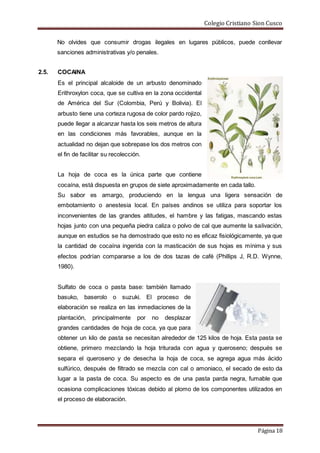 Colegio Cristiano Sion Cusco
Página 18
No olvides que consumir drogas ilegales en lugares públicos, puede conllevar
sanciones administrativas y/o penales.
2.5. COCAINA
Es el principal alcaloide de un arbusto denominado
Erithroxylon coca, que se cultiva en la zona occidental
de América del Sur (Colombia, Perú y Bolivia). El
arbusto tiene una corteza rugosa de color pardo rojizo,
puede llegar a alcanzar hasta los seis metros de altura
en las condiciones más favorables, aunque en la
actualidad no dejan que sobrepase los dos metros con
el fin de facilitar su recolección.
La hoja de coca es la única parte que contiene
cocaína, está dispuesta en grupos de siete aproximadamente en cada tallo.
Su sabor es amargo, produciendo en la lengua una ligera sensación de
embotamiento o anestesia local. En países andinos se utiliza para soportar los
inconvenientes de las grandes altitudes, el hambre y las fatigas, mascando estas
hojas junto con una pequeña piedra caliza o polvo de cal que aumente la salivación,
aunque en estudios se ha demostrado que esto no es eficaz fisiológicamente, ya que
la cantidad de cocaína ingerida con la masticación de sus hojas es mínima y sus
efectos podrían compararse a los de dos tazas de café (Phillips J, R.D. Wynne,
1980).
Sulfato de coca o pasta base: también llamado
basuko, baserolo o suzuki. El proceso de
elaboración se realiza en las inmediaciones de la
plantación, principalmente por no desplazar
grandes cantidades de hoja de coca, ya que para
obtener un kilo de pasta se necesitan alrededor de 125 kilos de hoja. Esta pasta se
obtiene, primero mezclando la hoja triturada con agua y queroseno; después se
separa el queroseno y de desecha la hoja de coca, se agrega agua más ácido
sulfúrico, después de filtrado se mezcla con cal o amoniaco, el secado de esto da
lugar a la pasta de coca. Su aspecto es de una pasta parda negra, fumable que
ocasiona complicaciones tóxicas debido al plomo de los componentes utilizados en
el proceso de elaboración.
 
