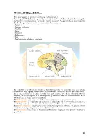 NUESTRA CORTEZA CEREBRAL

Este tercer cerebro en términos evolutivos es realmente nuevo.
Constituye el 80 % de la parte superior del cerebro y tiene el tamaño de una hoja de diario arrugada.
Se la conoce como neocorteza y es nuestro “gorrito pensante”. Nos permite llevar a cabo aquellas
habilidades que son comúnmente consideradas más humanas como:
- Pensar
- Resolver problemas
- Analizar
- Crear
- Sintetizar
- Reflexionar
- Leer
- Realizar una serie de tareas complejas.




La neocorteza se divide en dos mitades: el hemisferio derecho y el izquierdo. Estas dos mitades
están unidas entre si por el cuerpo calloso. Cada mitad del cerebro está dividida en cuatro lóbulos.
En la parte posterior está el lóbulo occipital, en la parte inferior, cerca de los oídos está el lóbulo
temporal, la sección superior es el lóbulo parietal y delante de éste, está el lóbulo frontal. Cada
lóbulo procesa su propia gama de actividades:
El lóbulo occipital : está compuesto fundamentalmente de zonas de procesamiento visual.
El lóbulo parietal : se ocupa sobre todo de funciones relacionadas con el movimiento, la orientación,
el cálculo y ciertos tipos de reconocimiento o recepción de información sensorial.
Los lóbulos temporales: tienen que ver con el sonido, la comprensión del habla ( en general, sólo en
el lado izquierdo) y con algunos aspectos de la memoria;
El lóbulo frontal: se ocupa de las funciones cerebrales más integradas como pensar, conceptuar y
planificar.




                                                                                                    10
 