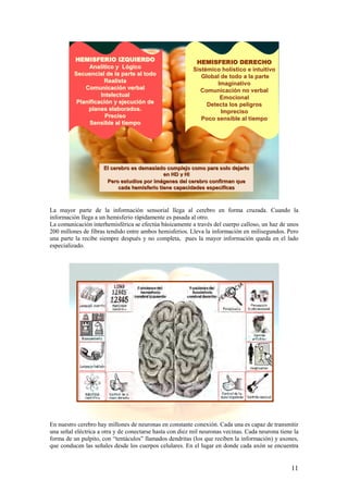 HEMISFERIO IZQUIERDO                              HEMISFERIO DERECHO
              Analítico y Lógico
               Analí        Ló                            Sistémico holístico e intuitivo
                                                          Sisté      holí
         Secuencial de la parte al todo                      Global de todo a la parte
                     Realista                                      Imaginativo
             Comunicación verbal
             Comunicació                                     Comunicación no verbal
                                                             Comunicació
                   Intelectual                                      Emocional
          Planificación y ejecución de
          Planificació    ejecució                             Detecta los peligros
              planes elaborados.                                    Impreciso
                     Preciso                                 Poco sensible al tiempo
               Sensible al tiempo




                     El cerebro es demasiado complejo como para solo dejarlo
                                             en HD y HI
                      Pero estudios por imágenes del cerebro confirman que
                                        imá
                           cada hemisferio tiene capacidades especificas



La mayor parte de la información sensorial llega al cerebro en forma cruzada. Cuando la
información llega a un hemisferio rápidamente es pasada al otro.
La comunicación interhemisférica se efectúa básicamente a través del cuerpo calloso, un haz de unos
200 millones de fibras tendido entre ambos hemisferios. Lleva la información en milisegundos. Pero
una parte la recibe siempre después y no completa, pues la mayor información queda en el lado
especializado.




En nuestro cerebro hay millones de neuronas en constante conexión. Cada una es capaz de transmitir
una señal eléctrica a otra y de conectarse hasta con diez mil neuronas vecinas. Cada neurona tiene la
forma de un pulpito, con “tentáculos” llamados dendritas (los que reciben la información) y axones,
que conducen las señales desde los cuerpos celulares. En el lugar en donde cada axón se encuentra


                                                                                                  11
 