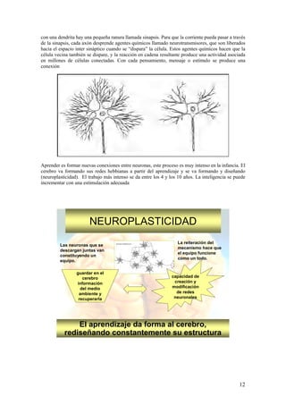 con una dendrita hay una pequeña ranura llamada sinapsis. Para que la corriente pueda pasar a través
de la sinapsis, cada axón desprende agentes químicos llamado neurotransmisores, que son liberados
hacia el espacio inter sináptico cuando se “dispara” la célula. Estos agentes químicos hacen que la
célula vecina también se dispare, y la reacción en cadena resultante produce una actividad asociada
en millones de células conectadas. Con cada pensamiento, mensaje o estímulo se produce una
conexión




Aprender es formar nuevas conexiones entre neuronas, este proceso es muy intenso en la infancia. El
cerebro va formando sus redes hebbianas a partir del aprendizaje y se va formando y diseñando
(neuroplasticidad). El trabajo más intenso se da entre los 4 y los 10 años. La inteligencia se puede
incrementar con una estimulación adecuada




                       NEUROPLASTICIDAD
                                                                  La reiteración del
         Las neuronas que se
                                                                  mecanismo hace que
         descargan juntas van
                                                                  el equipo funcione
         constituyendo un
                                                                  como un todo.
         equipo.

                 guardar en el
                    cerebro                                     capacidad de
                 información                                     creación y
                   del medio                                    modificación
                  ambiente y                                      de redes
                  recuperarla                                    neuronales




               El aprendizaje da forma al cerebro,
           rediseñando constantemente su estructura




                                                                                                 12
 