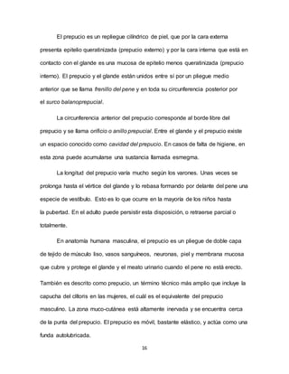 16
El prepucio es un repliegue cilíndrico de piel, que por la cara externa
presenta epitelio queratinizada (prepucio externo) y por la cara interna que está en
contacto con el glande es una mucosa de epitelio menos queratinizada (prepucio
interno). El prepucio y el glande están unidos entre sí por un pliegue medio
anterior que se llama frenillo del pene y en toda su circunferencia posterior por
el surco balanoprepucial.
La circunferencia anterior del prepucio corresponde al borde libre del
prepucio y se llama orificio o anillo prepucial. Entre el glande y el prepucio existe
un espacio conocido como cavidad del prepucio. En casos de falta de higiene, en
esta zona puede acumularse una sustancia llamada esmegma.
La longitud del prepucio varía mucho según los varones. Unas veces se
prolonga hasta el vértice del glande y lo rebasa formando por delante del pene una
especie de vestíbulo. Esto es lo que ocurre en la mayoría de los niños hasta
la pubertad. En el adulto puede persistir esta disposición, o retraerse parcial o
totalmente.
En anatomía humana masculina, el prepucio es un pliegue de doble capa
de tejido de músculo liso, vasos sanguíneos, neuronas, piel y membrana mucosa
que cubre y protege el glande y el meato urinario cuando el pene no está erecto.
También es descrito como prepucio, un término técnico más amplio que incluye la
capucha del clítoris en las mujeres, el cuál es el equivalente del prepucio
masculino. La zona muco-cutánea está altamente inervada y se encuentra cerca
de la punta del prepucio. El prepucio es móvil, bastante elástico, y actúa como una
funda autolubricada.
 