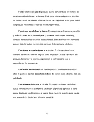 20
Función inmunológica: El prepucio cuenta con glándulas productoras de
proteínas antibacterianas y antivirales. En la parte externa del prepucio abundan
un tipo de células de defensa llamadas células de Langerhans. En la parte interna
del prepucio hay células secretoras de inmunoglobulinas.
Función de sensibilidad erógena: El prepucio es un órgano muy sensible
y en los humanos es la parte del pene que cuenta con la mayor variedad y
cantidad de receptores nerviosos especializados. Estas terminaciones nerviosas
pueden detectar sutiles movimientos, cambios de temperatura o texturas.
Función de acomodación en la erección: Con la erección el pene
aumenta de tamaño, tanto en longitud como en grosor. Las dos superficies del
prepucio, la interna y la externa proporcionan la piel necesaria para la
acomodación del pene erecto.
Función de estimulación: La piel del prepucio puede deslizarse hacia
atrás llegando en algunos casos hasta la base del pene y hacia adelante, más allá
del glande.
Función sexual durante la cópula: El prepucio facilita un movimiento
suave entre las mucosas del hombre y la mujer. El prepucio logra que el pene
pueda deslizarse en el interior de la vagina de un modo no abrasivo pues cuenta
con un envoltorio de piel auto lubricado y movible
 
