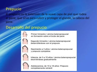 Prepucio
El prepucio es la extensión de la suave capa de piel que rodea
el pene, que sirve para cubrir y proteger el glande, la cabeza del
pene.
Desarrollo del prepucio
 