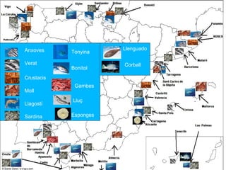 Anxoves Verat Crustacis Moll Llagostí Sardina Tonyina Bonítol Gambes Lluç Esponges Llenguado Corball 