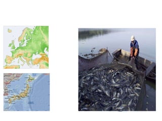 Pesca Tradicional Costanera Europa Japó 