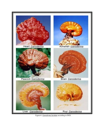 Ganoderma Color Monograph of Ganoderma lucidum | PDF