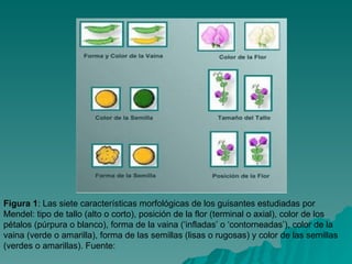 Figura 1 : Las siete características morfológicas de los guisantes estudiadas por Mendel: tipo de tallo (alto o corto), posición de la flor (terminal o axial), color de los pétalos (púrpura o blanco), forma de la vaina (‘infladas’ o ‘contorneadas’), color de la vaina (verde o amarilla), forma de las semillas (lisas o rugosas) y color de las semillas (verdes o amarillas). Fuente:  