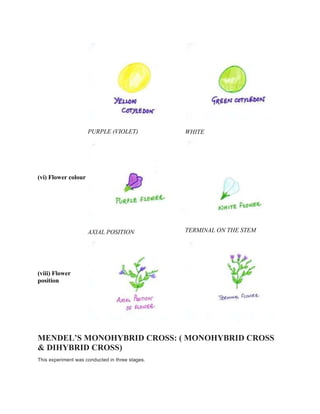 (vi) Flower colour
PURPLE (VIOLET) WHITE
(viii) Flower
position
AXIAL POSITION TERMINAL ON THE STEM
MENDEL’S MONOHYBRID CROSS: ( MONOHYBRID CROSS
& DIHYBRID CROSS)
This experiment was conducted in three stages.
 