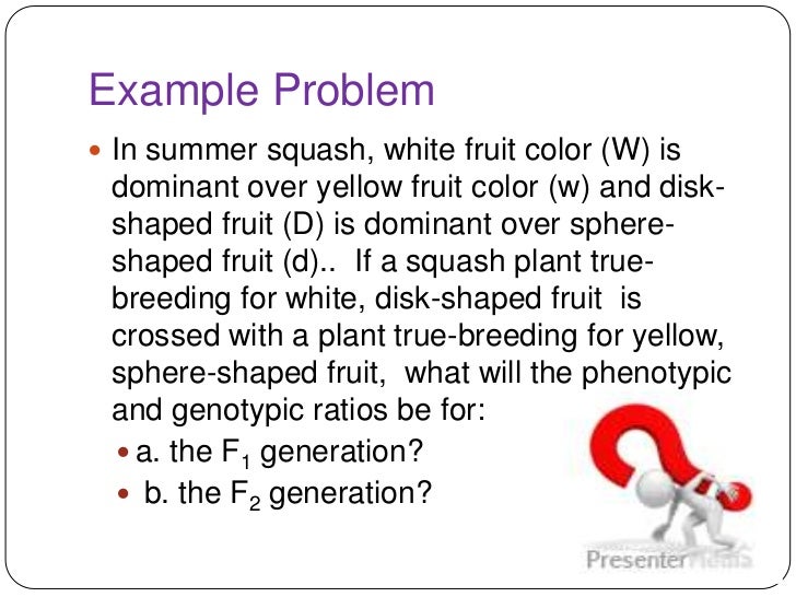 dihybrid cross