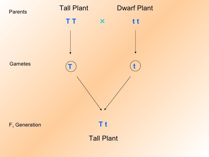 monohybrid cross monohybrid cross