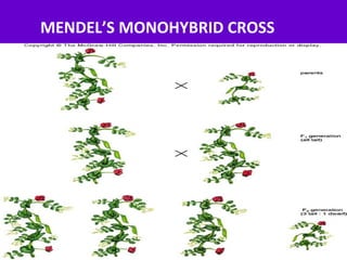 MENDEL’S MONOHYBRID CROSS
 