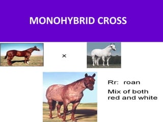 MONOHYBRID CROSS
 