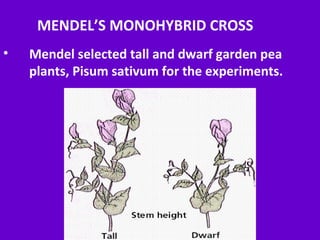 MENDEL’S MONOHYBRID CROSS
• Mendel selected tall and dwarf garden pea
plants, Pisum sativum for the experiments.
 
