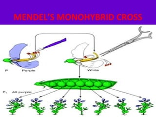 MENDEL’S MONOHYBRID CROSS
.
 