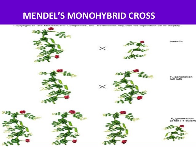 mendels monohybrid cross monohybrid cross