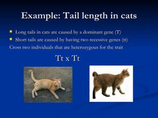 Example: Tail length in cats Long tails in cats are caused by a dominant gene (T) Short tails are caused by having two recessive genes (tt) Cross two individuals that are heterozygous for the trait Tt x Tt