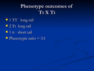 Phenotype outcomes of Tt X Tt 1 TT long tail 2 Tt long tail 1 tt short tail Phenotypic ratio = 3:1