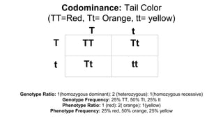 Codominance: Tail Color
(TT=Red, Tt= Orange, tt= yellow)
TT Tt
Tt tt
T
t
t
T
Genotype Ratio: 1(homozygous dominant): 2 (heterozygous): 1(homozygous recessive)
Genotype Frequency: 25% TT, 50% Tt, 25% tt
Phenotype Ratio: 1 (red): 2( orange): 1(yellow)
Phenotype Frequency: 25% red, 50% orange, 25% yellow
 