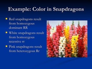 Example: Color in Snapdragons Red snapdragons result from homozygous dominant RR White snapdragons result from homozygous recessive rr Pink snapdragons result from heterozygous Rr